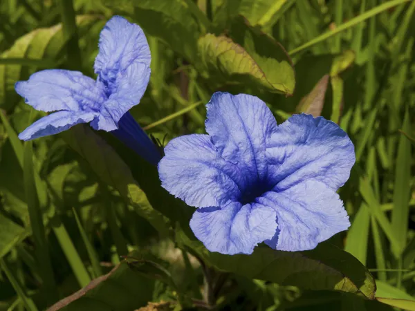 Bela flor tropical Ipomoea indica — Fotografia de Stock