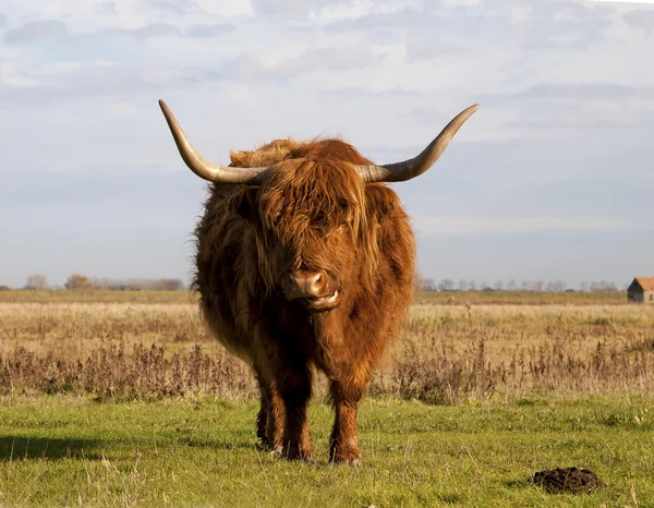 Scottish highlander grazing — Stock Photo, Image