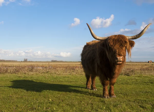 Scottish highlander grazing — Stock Photo, Image