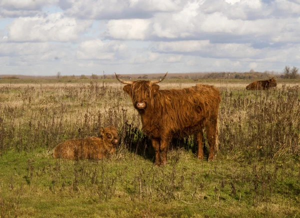 Scottish highlander with calves — Stock Photo, Image