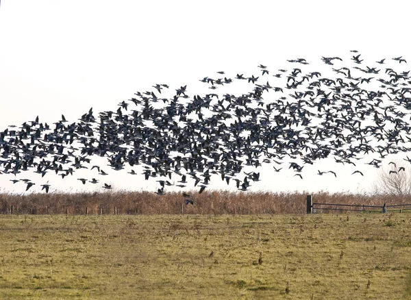 A flock of geese above a green meadow — Stock Photo, Image