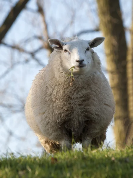 Close up image sheep — Stock Photo, Image