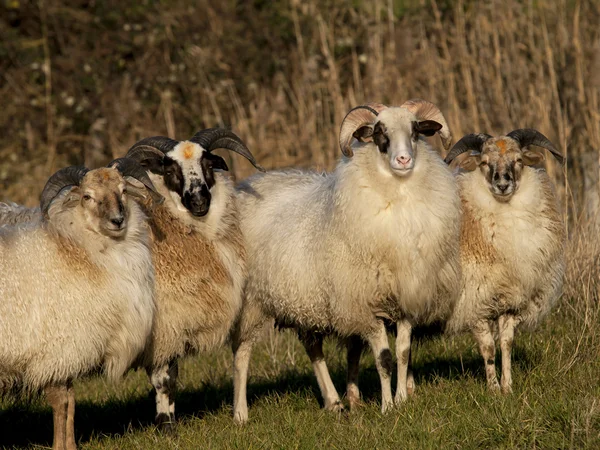 Close up image sheep — Stock Photo, Image