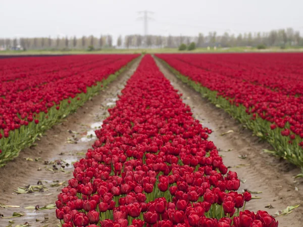Una fila de tulipanes rojos — Foto de Stock
