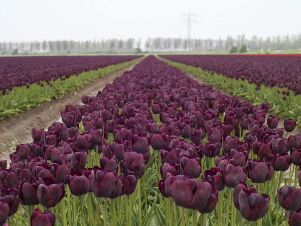 Una fila de tulipanes morados — Foto de Stock