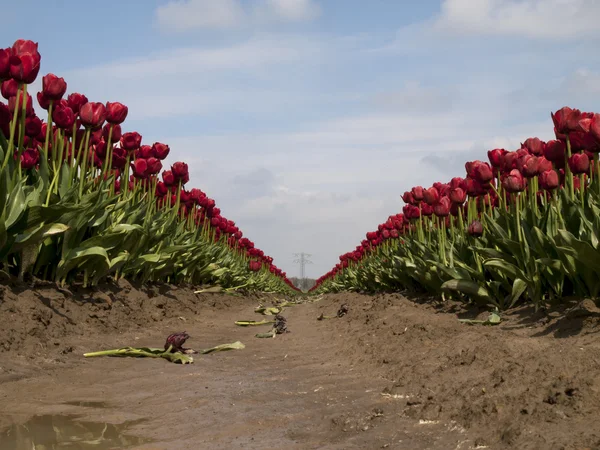 Una fila de tulipanes rojos — Foto de Stock