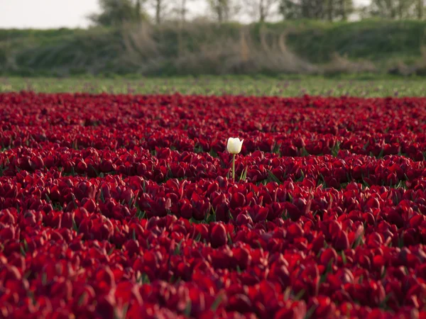 Champ de tulipes rouges avec au milieu une tulipe blanche — Photo