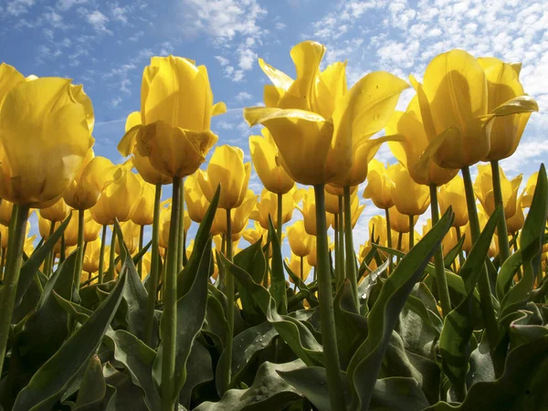 Campo de tulipán amarillo — Foto de Stock