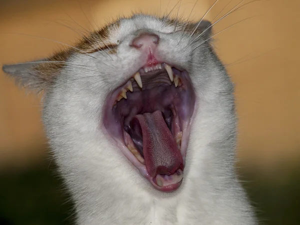 esneme kedi