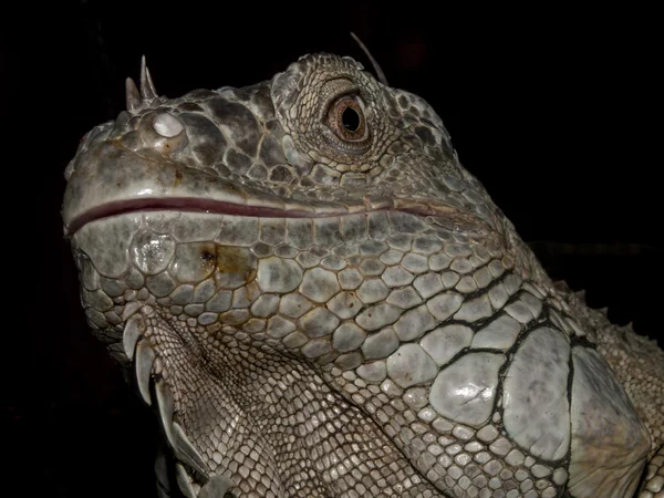 Close up image of a Iguana — Stock Photo, Image