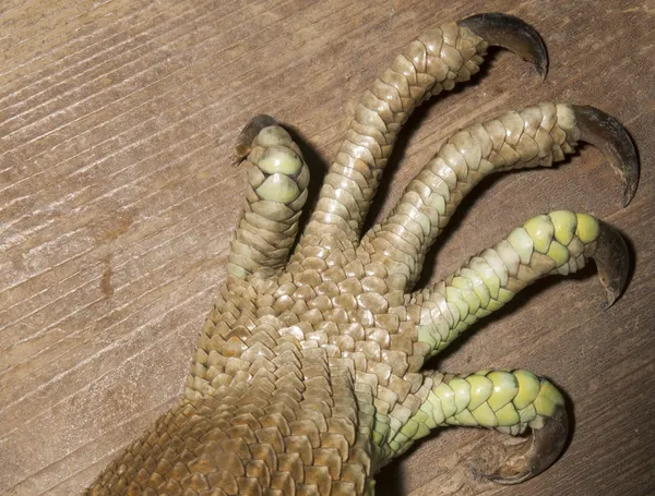 The leg of a green iguana with long nails — Stock Photo, Image