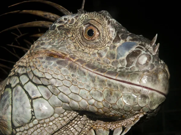 Close up image of a Iguana — Stock Photo, Image