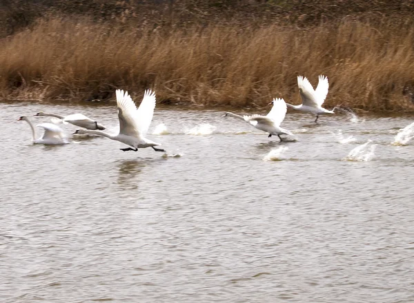 White swans flying over the water — Stock Photo, Image