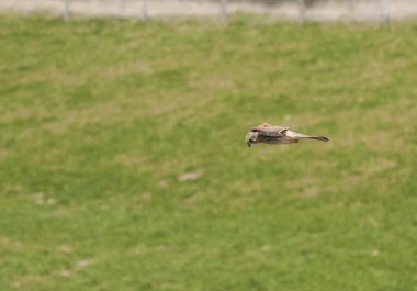 kerkenez baskınlarınızda üzerinde uçan