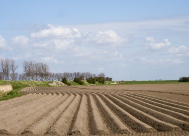 patates alan erken bir aşamada