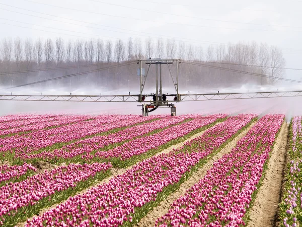Permetező gép felett tulipán mező — Stock Fotó