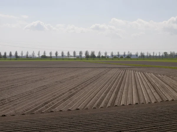 Potato field at an early stage — Stock Photo, Image