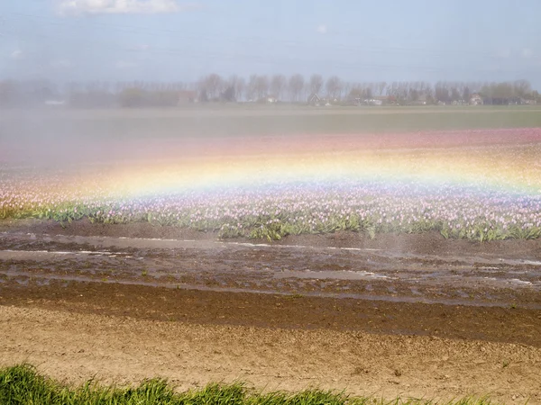 Pulvérisateur sur un champ de tulipes avec un arc-en-ciel coloré — Photo