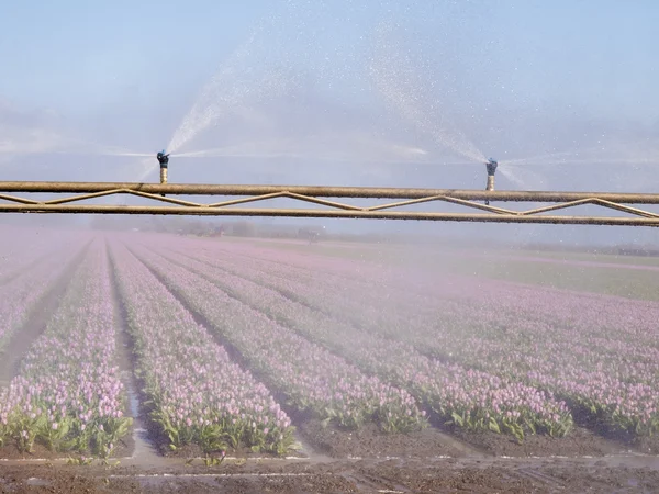 Permetező gép felső egy tulipán mező a színes szivárvány — Stock Fotó