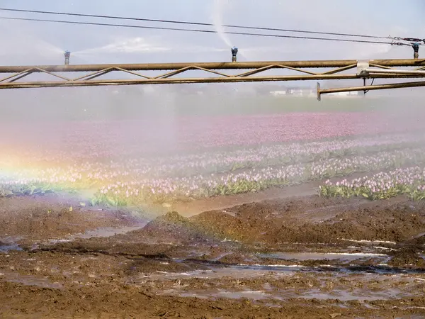 Sprühmaschine über einem Tulpenfeld mit einem bunten Regenbogen — Stockfoto