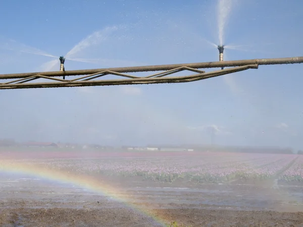 Spray machine over a tulip field with a colorful rainbow — Stock Photo, Image