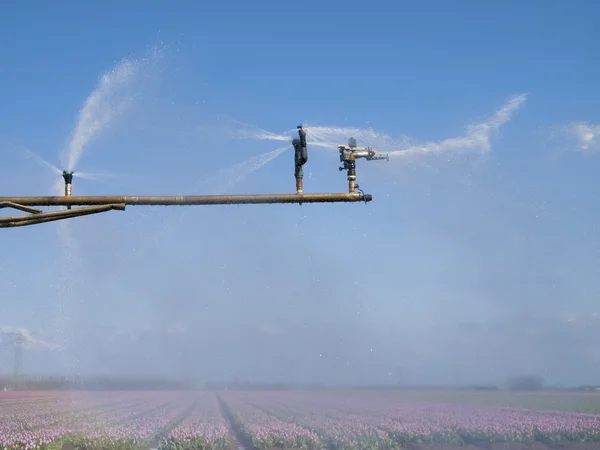 Spray machine over a tulip field with a colorful rainbow — Stock Photo, Image