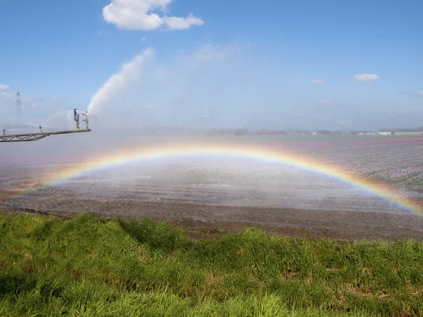 Spray machine over a tulip field with a colorful rainbow — Stock Photo, Image