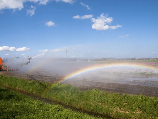 Permetező gép felső egy tulipán mező a színes szivárvány — Stock Fotó