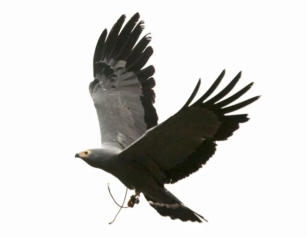 Höna harrier — Stockfoto