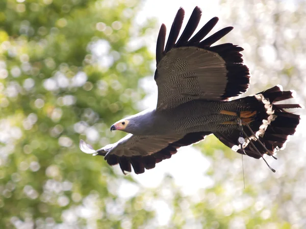 Κότα harrier πουλί κατά την πτήση — Φωτογραφία Αρχείου