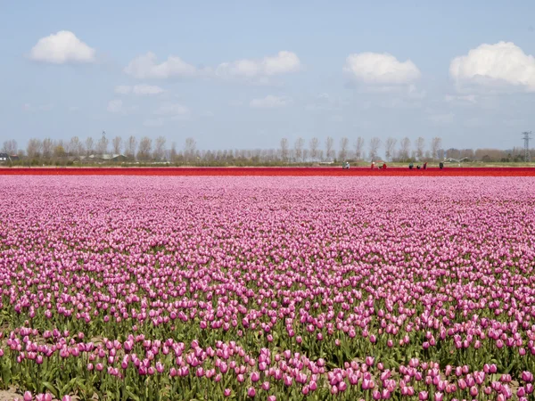 Tulpenfeld mit blauem Himmel — Stockfoto