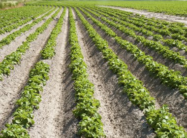 sahne büyüyen patates alan