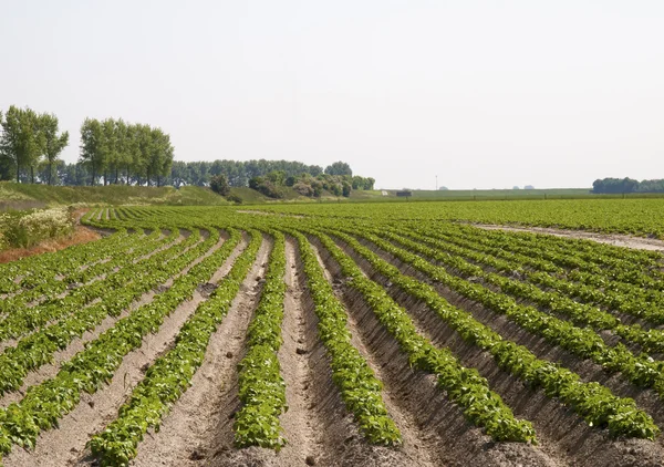 Potato field in growing stage — Stock Photo, Image