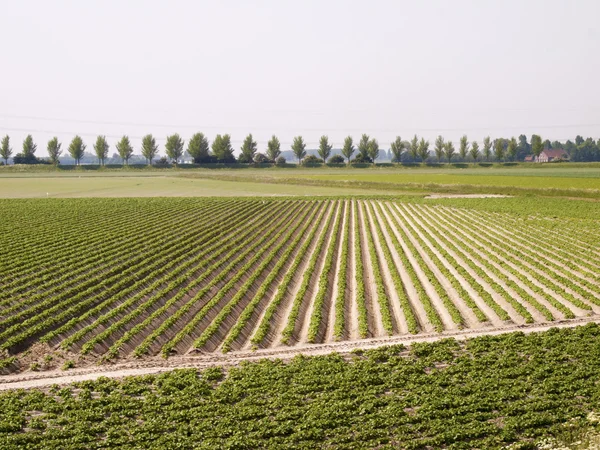 Potato field in growing stage — Stock Photo, Image