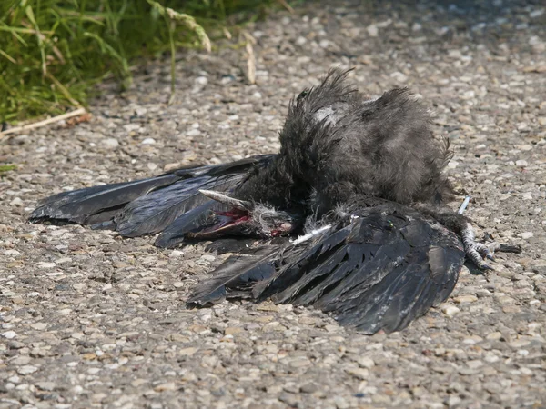 Мертвая птица на асфальтовом шоссе — стоковое фото