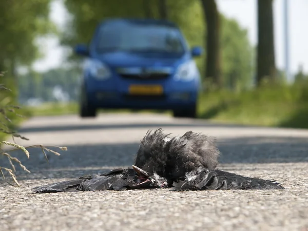 Pássaro morto na estrada de asfalto — Fotografia de Stock