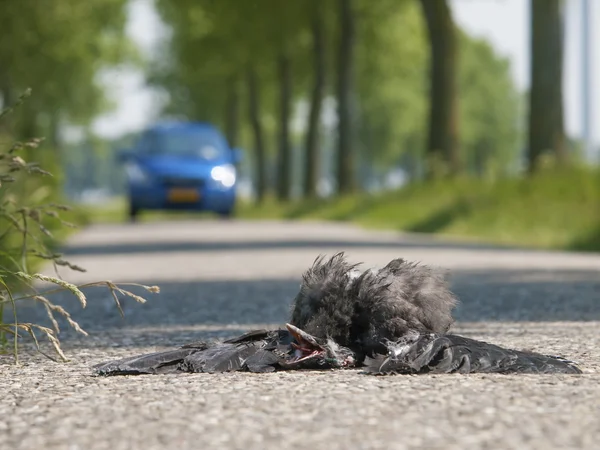 Död fågel på asfalt highway — Stockfoto