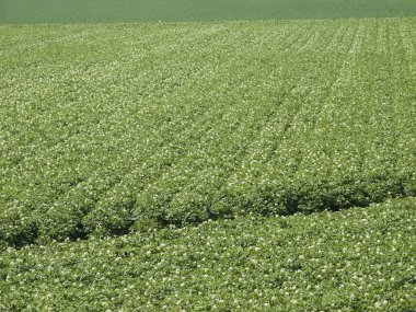 patates alan çiçeklenme aşamasında