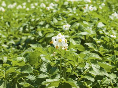 patates alan çiçeklenme aşamasında