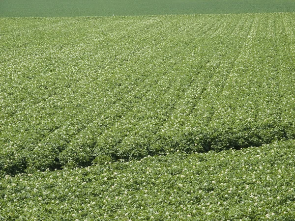 Campo de patatas en fase de floración — Foto de Stock