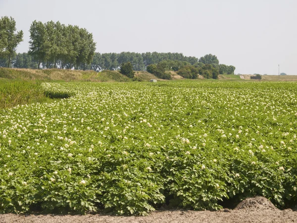 Potato field in a flowering stage — Stock Photo, Image
