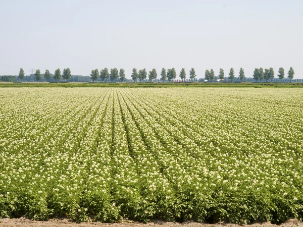 Potato field in a flowering stage — Stock Photo, Image