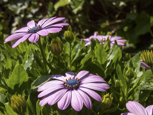 Španělská daisy s přírodním pozadím — Stock fotografie