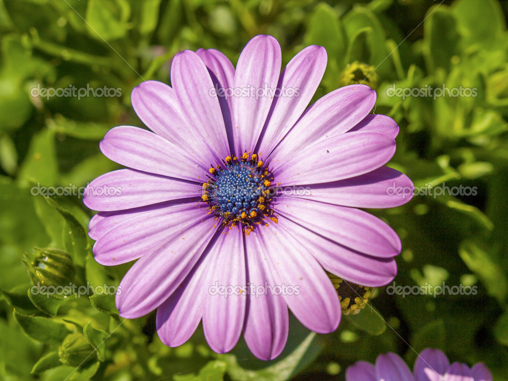 Daisy Flower In Spanish Best Flower Site
