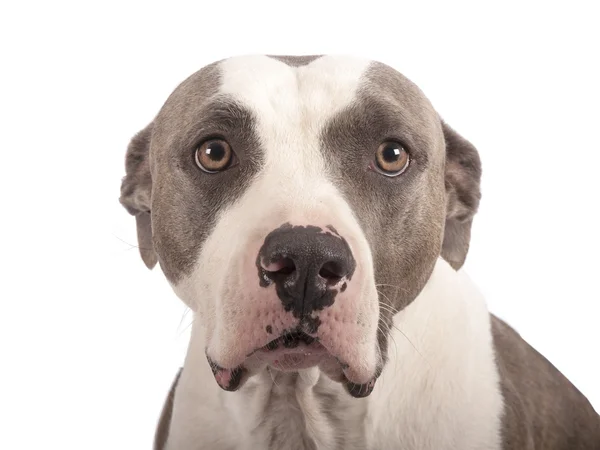 Amerikan staffordshire terrier beyaz zemin üzerine