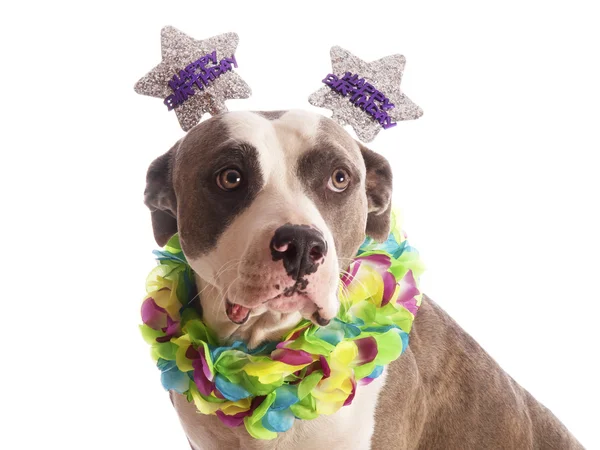 Amerikan staffordshire terrier ile parti şapkası kutlu olsun