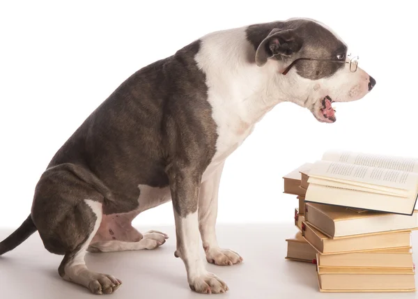 Αμερικανικό terrier staffordshire διαβάζοντας ένα βιβλίο — Φωτογραφία Αρχείου