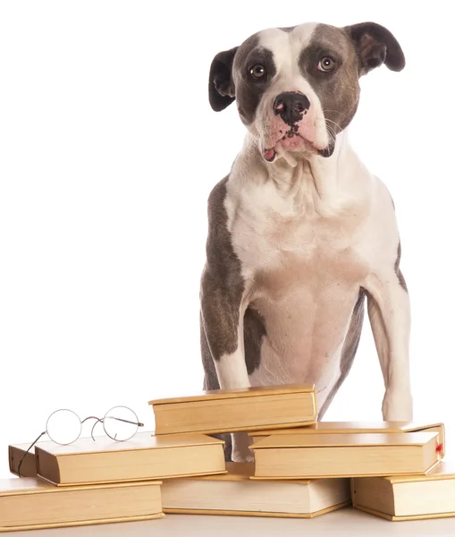 American staffordshire terrier reading a book — Stock Photo, Image
