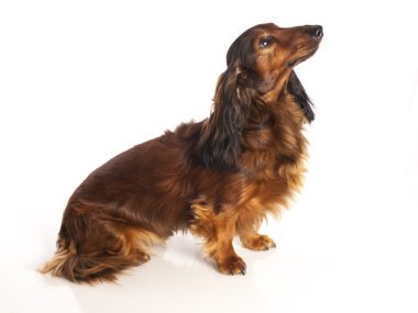 Kaplan dachshund beyaz zemin üzerine