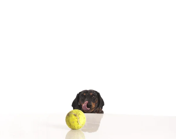 Beyaz zemin üzerinde bir yay ile kaplan dachshund — Stok fotoğraf